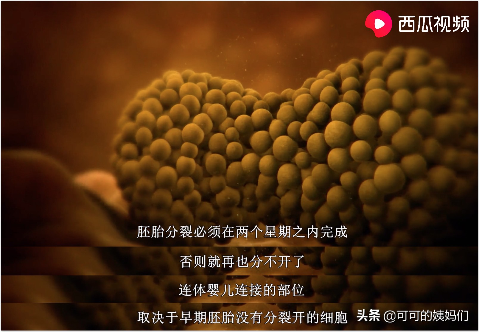 双胞胎受孕过程科普动画,揭秘试管婴儿受孕全过程