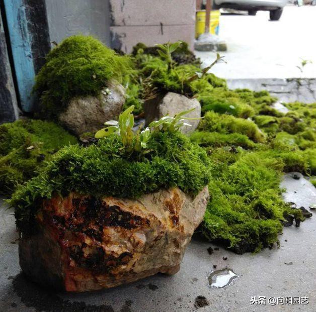 苔藓可以当兰花植料吗,苔藓能养花吗