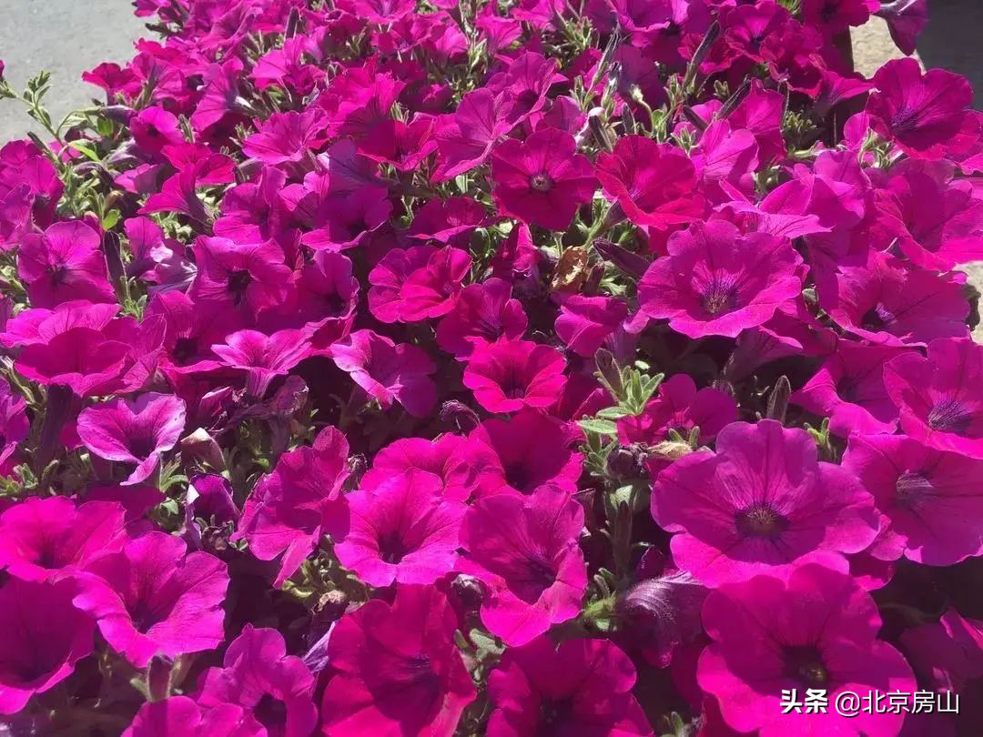 美丽中国我是行动者环境保护竞赛,美丽中国我是行动者音乐