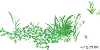 大暑酷热,大暑蝉鸣声