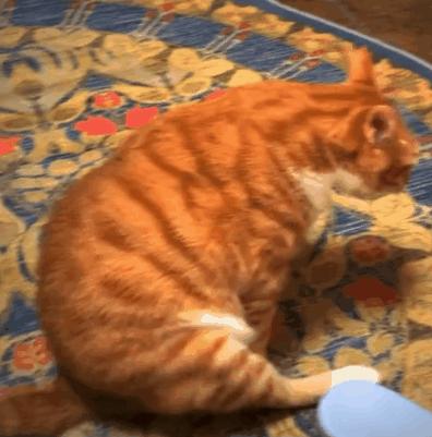 猫咪会来大姨妈吗多久来一次,猫咪来大姨妈会持续多久