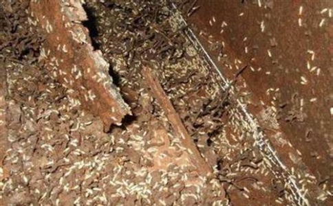 广州装修灭白蚁方法,广州白蚁消灭方法