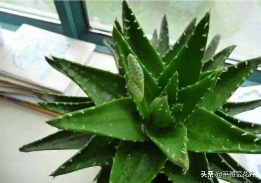 芦荟叶片干瘪怎么办,芦荟的养护技巧叶片干瘪巧处理