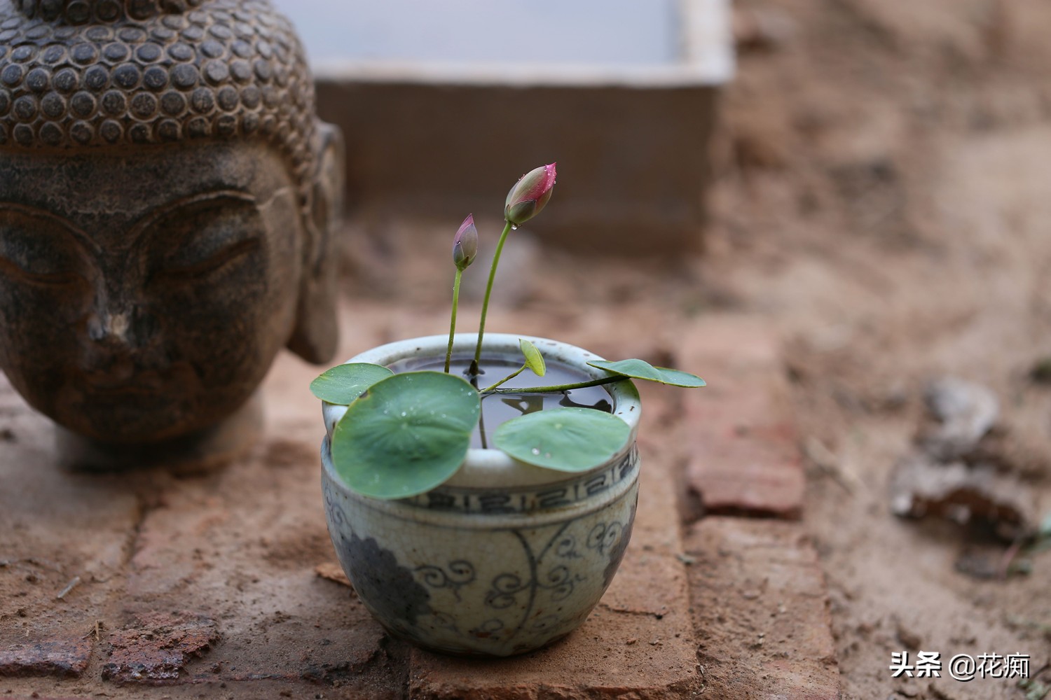 详解碗莲种植养护的方法完全篇,碗莲的种植从入门到放弃