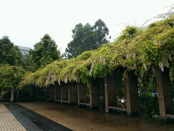 乐山师范学院在哪里查课表,乐山市师范学院可以进去吗