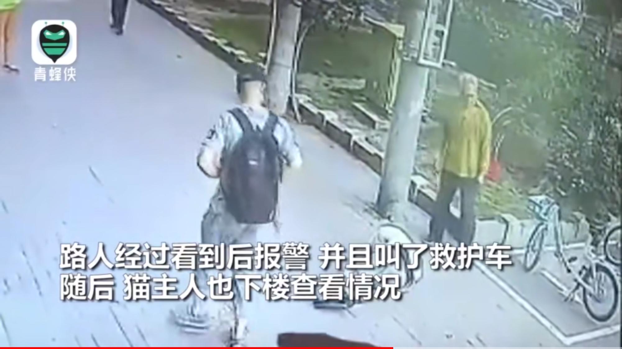 猫咪高空坠落砸到人,猫咪高空坠落主人要负责吗