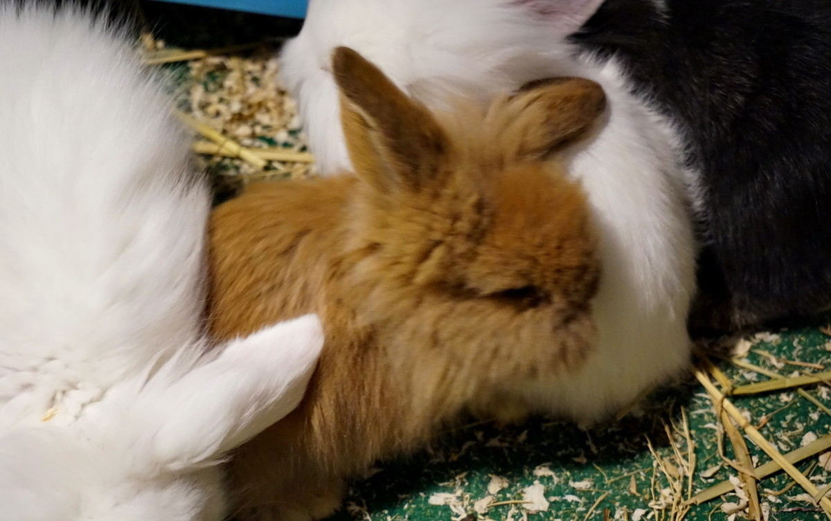 养兔技术与兔疾病防治,兔业养殖兔子毛癣病的防治