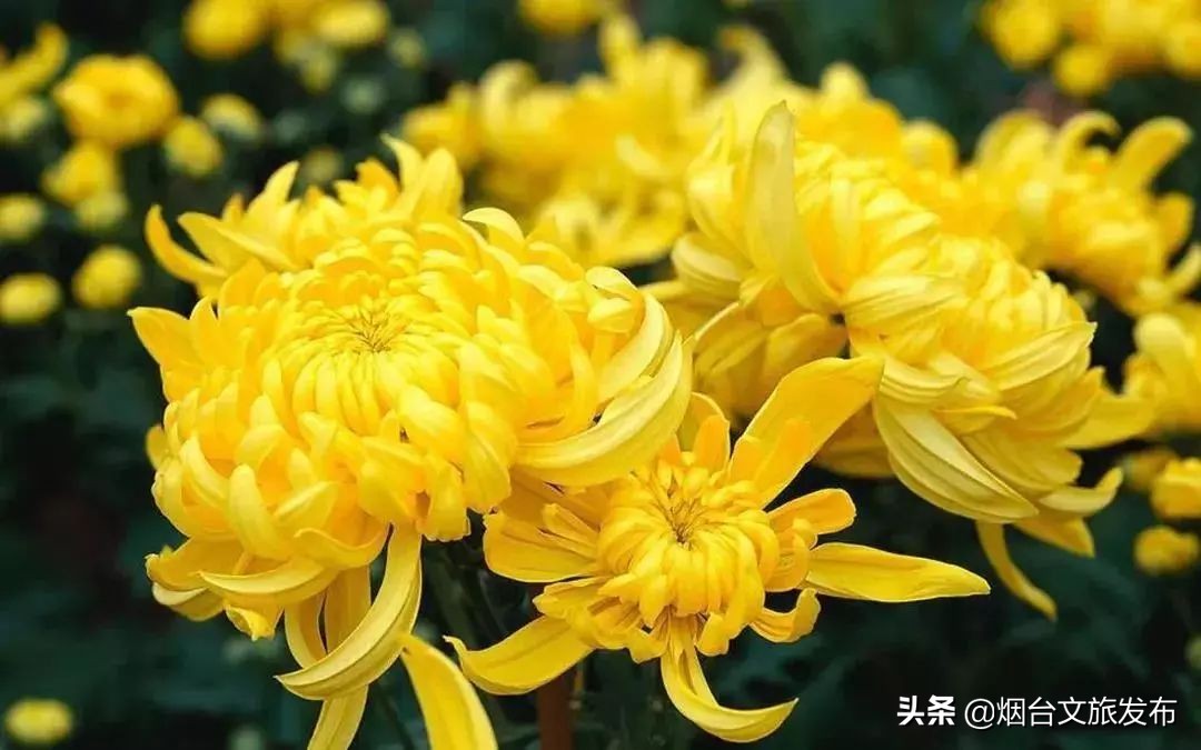 莱州金秋旅游去处,山东莱州旅游文化节