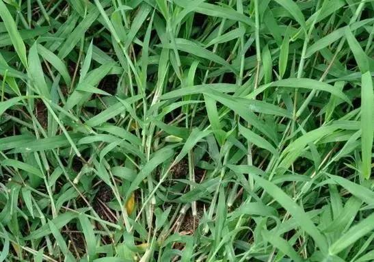 植物小时候和长大的名字不一样,小时候一种类似于甘蔗的植物