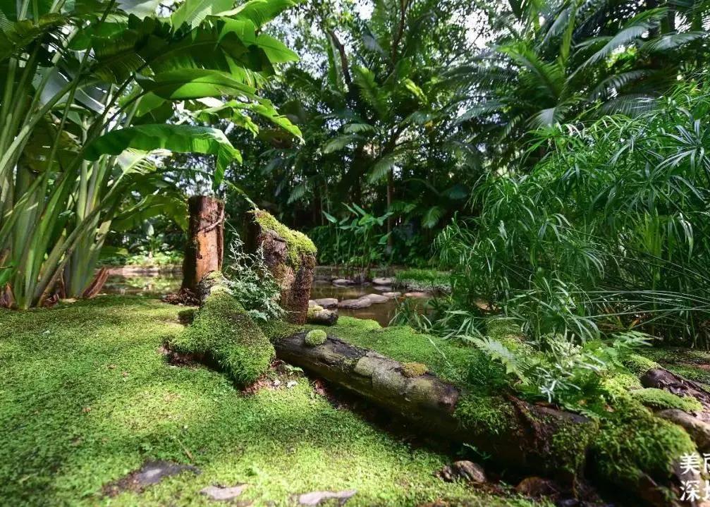 不离深也能“游”|公园超全攻略来了！千园之城，总有一款公园适合你