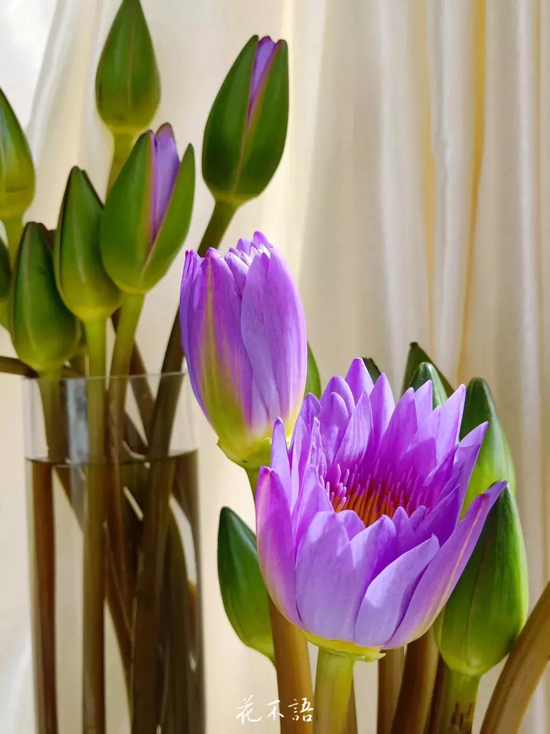 睡莲9月的养护,睡莲的养护方法文字