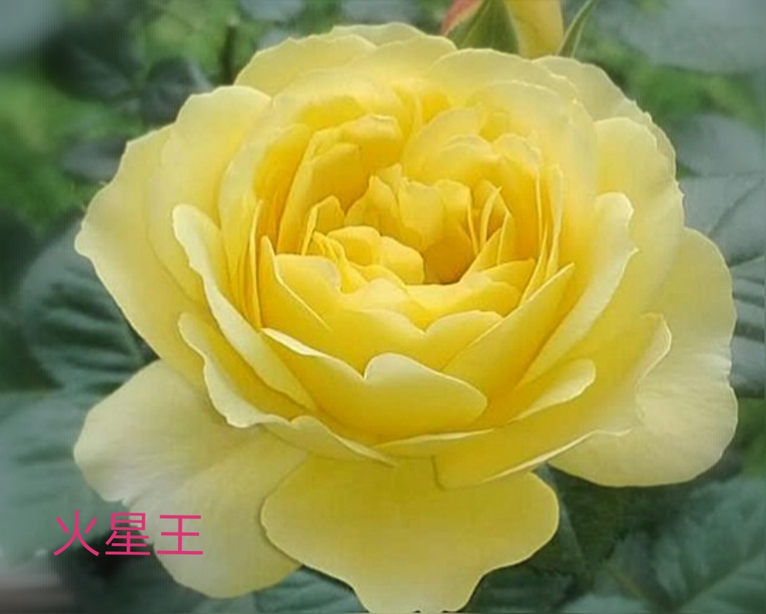 阳台系列月季品种大全,微型月季藤本月季