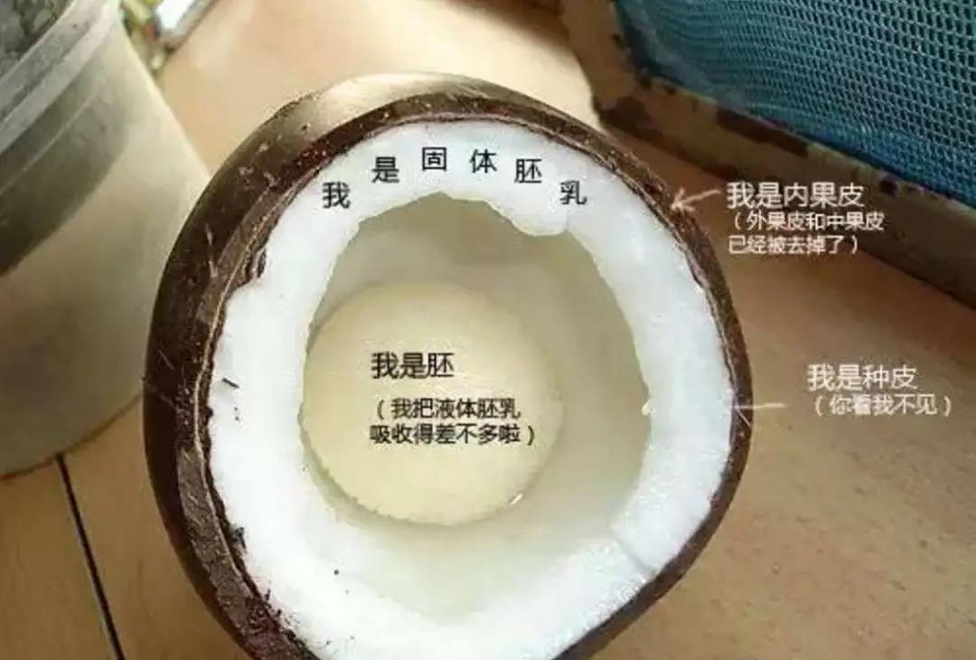 新鲜椰子水原味清甜好喝,老椰子榨出来的椰奶才香