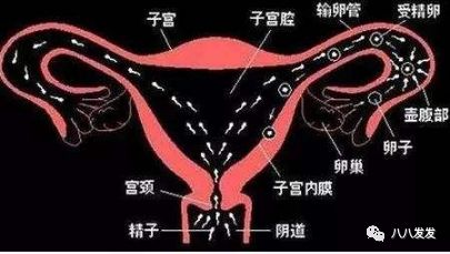 中医治不孕的经典书籍,中医治不孕最有名医生