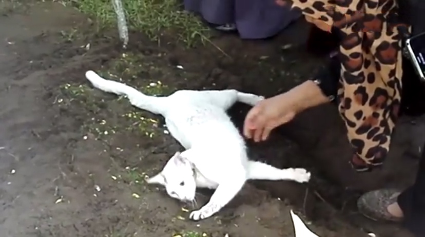 猫咪离世主人痛哭,猫咪不舍主人去世在坟前守了一年