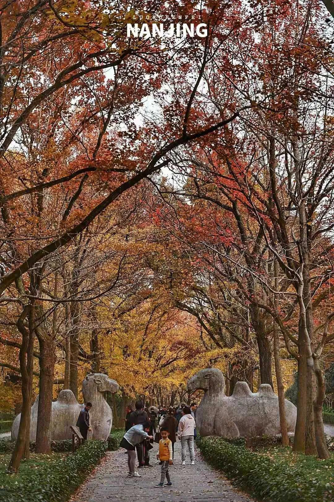 玩完南京去哪里玩景点推荐,南京钟山风景区秋天一日游攻略
