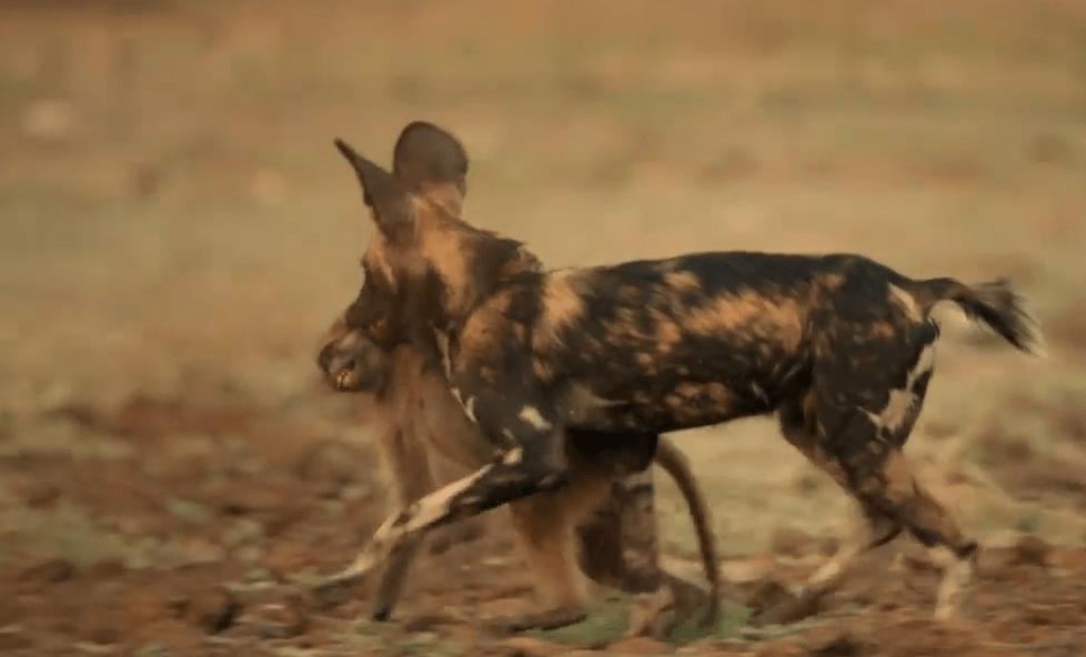 顶级捕猎者狩猎场面,狼群捕猎瞬间