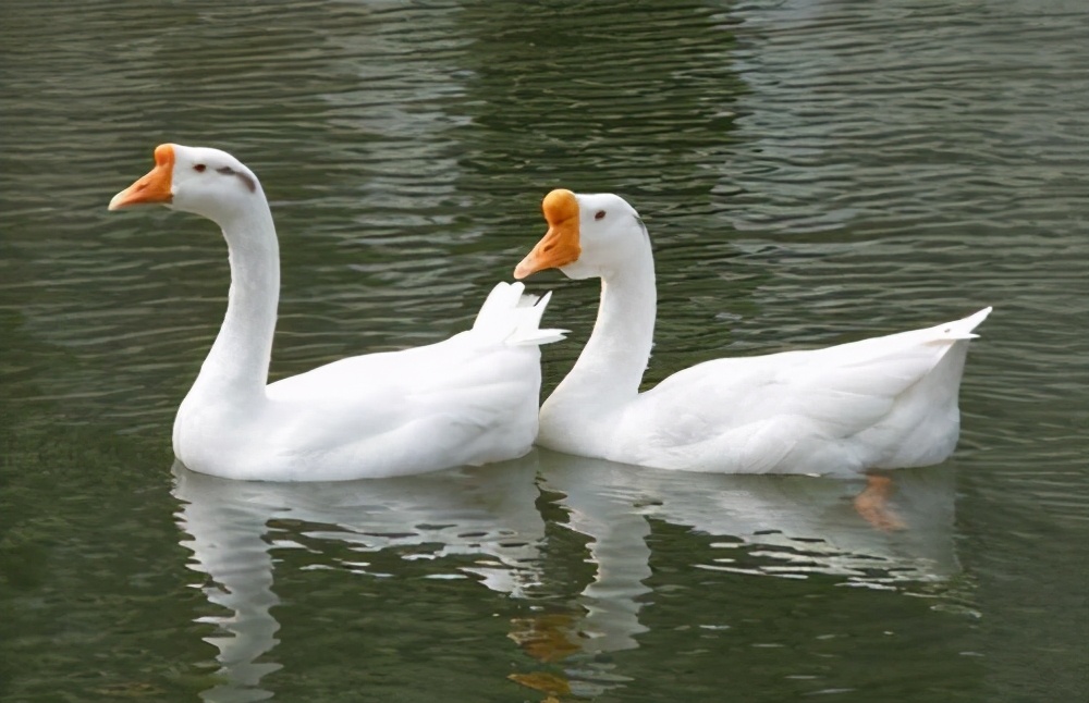 小鹅腿瘸了脚肿怎么治疗,小鹅腿瘸瘫痪一招解决
