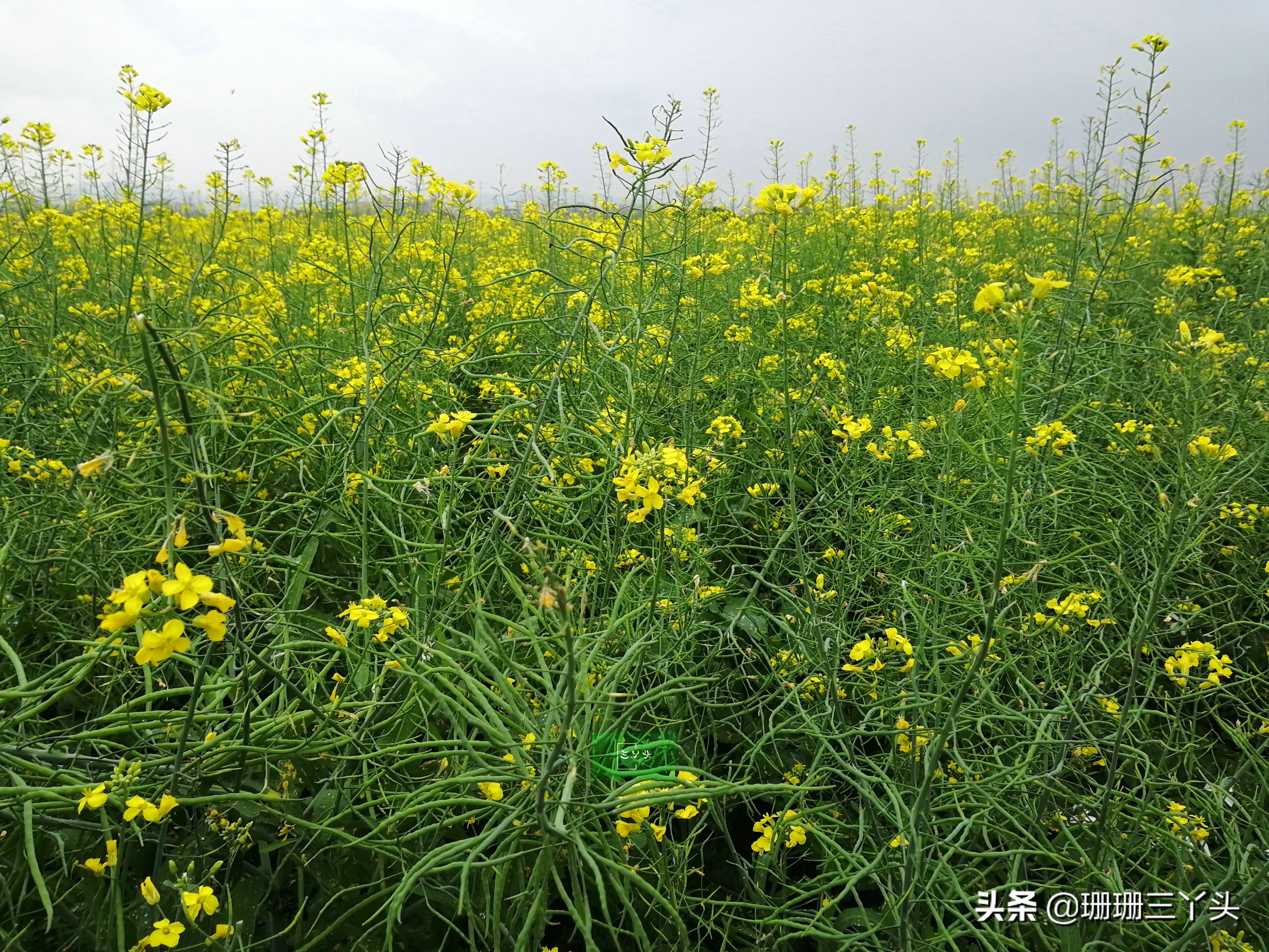 广州春季赏油菜花的地方,广州绝美油菜花海