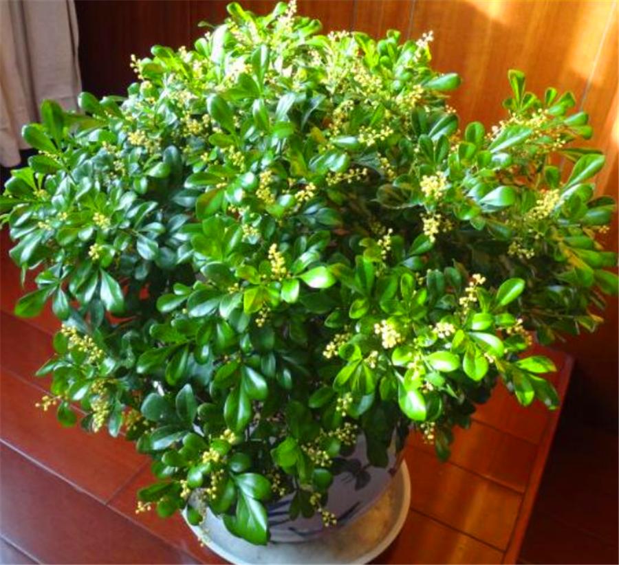 冬季米兰换盆的正确方法,怎么能让米兰花开得香呢