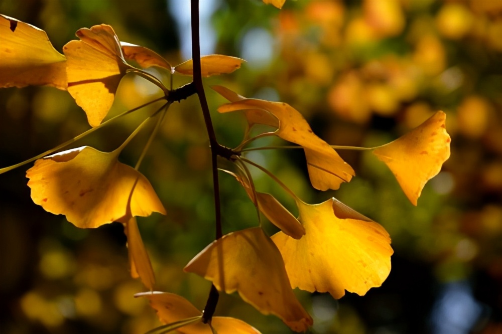 “贪婪之人，一看便知”：本性贪婪之人，有以下几个特征，需认清