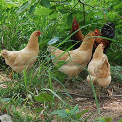 投资少见效快的养殖项目,投资小见效快的养殖好项目赚钱