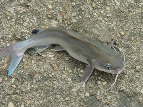 海钓注意有毒鱼种,海钓七种危险鱼类