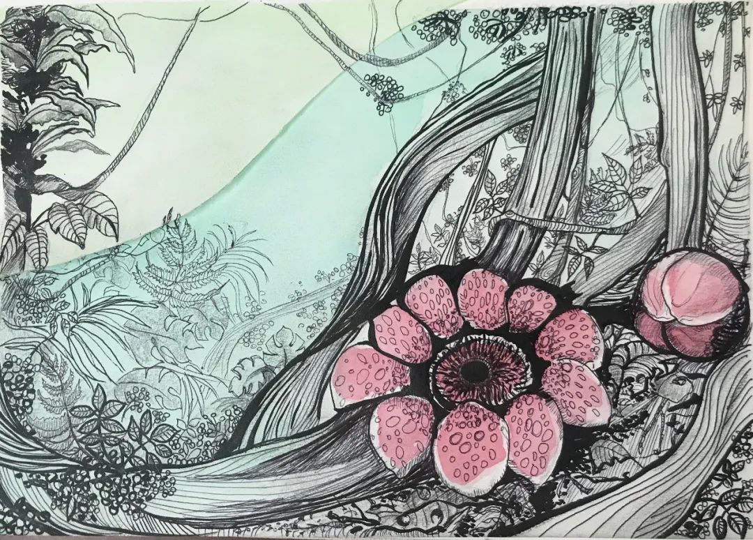 消失30年的寄生花再现,绝迹重生40