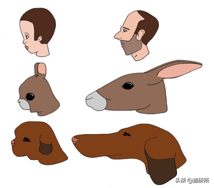 猫咪陷阱怎样做,猫咪陷阱