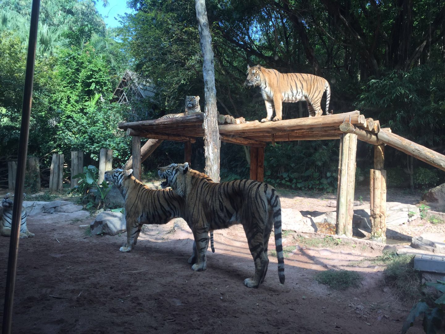 哪里有大熊猫动物园,哪些动物园值得看大熊猫