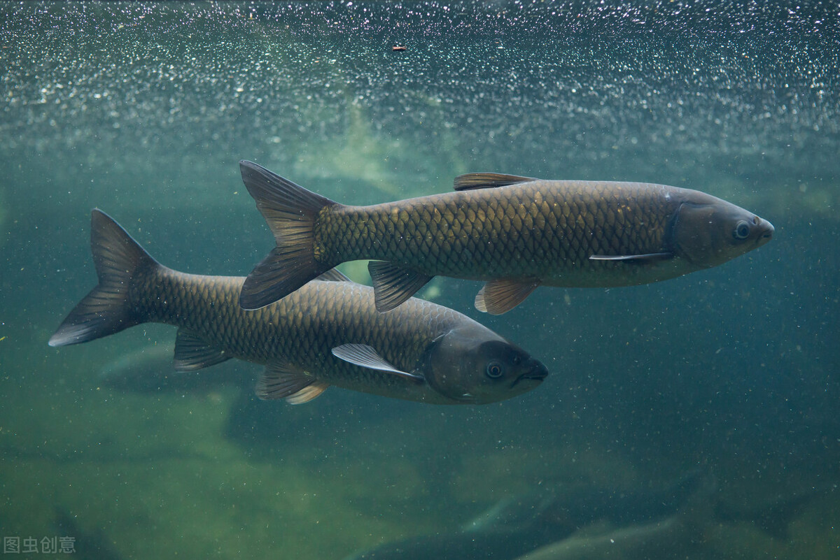 草鱼尾巴烂尾怎么办,草鱼烂尾病最佳治疗方法