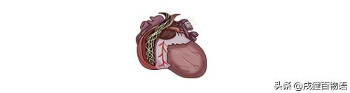 学习!狗狗的驱虫药,如何选择?