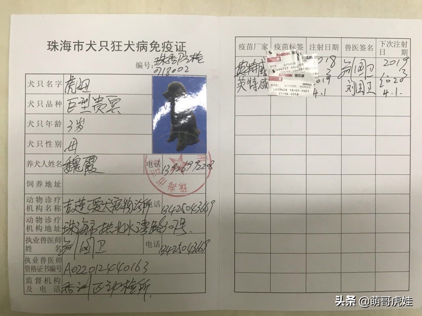 巨型贵宾遇到陌生的人乱咬怎么办,客人被猫抓伤打疫苗