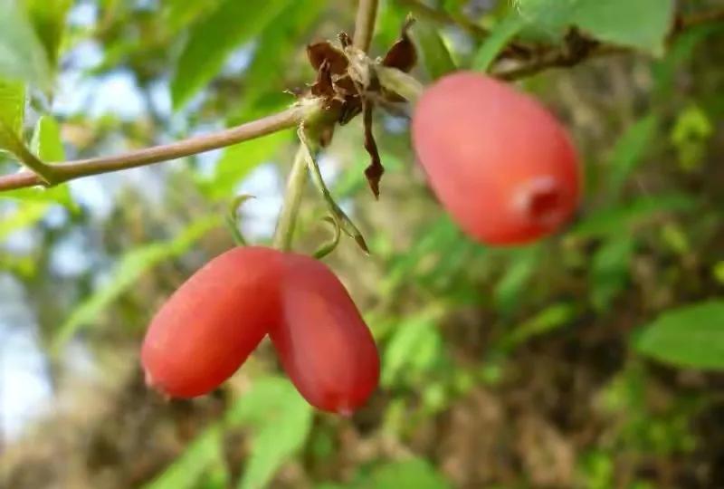 80后90后农村儿时零食野果,在海南儿时吃的野果还记得几种