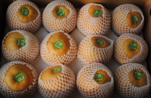 【一乡一品振兴路】近德固乡:晚秋黄梨结出致富“金疙瘩”