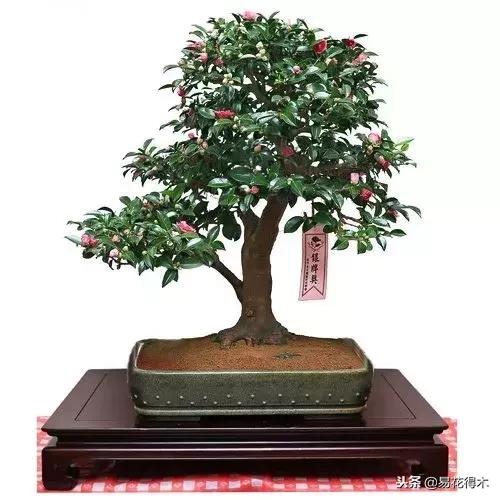 盆栽红豆杉落叶干枯怎么办,盆栽桔子树落叶是怎么回事