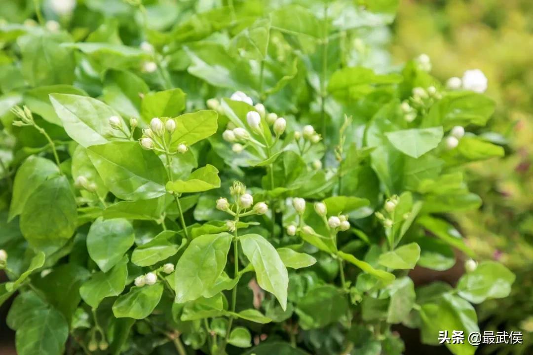 成都便宜的大花市,成都街边卖花一元一束