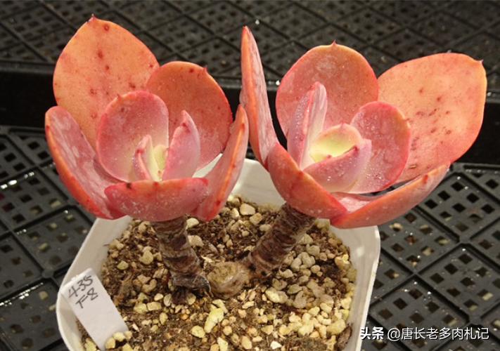 多肉僵苗怎么处理才能快速生长,多肉有新根为什么还是僵苗