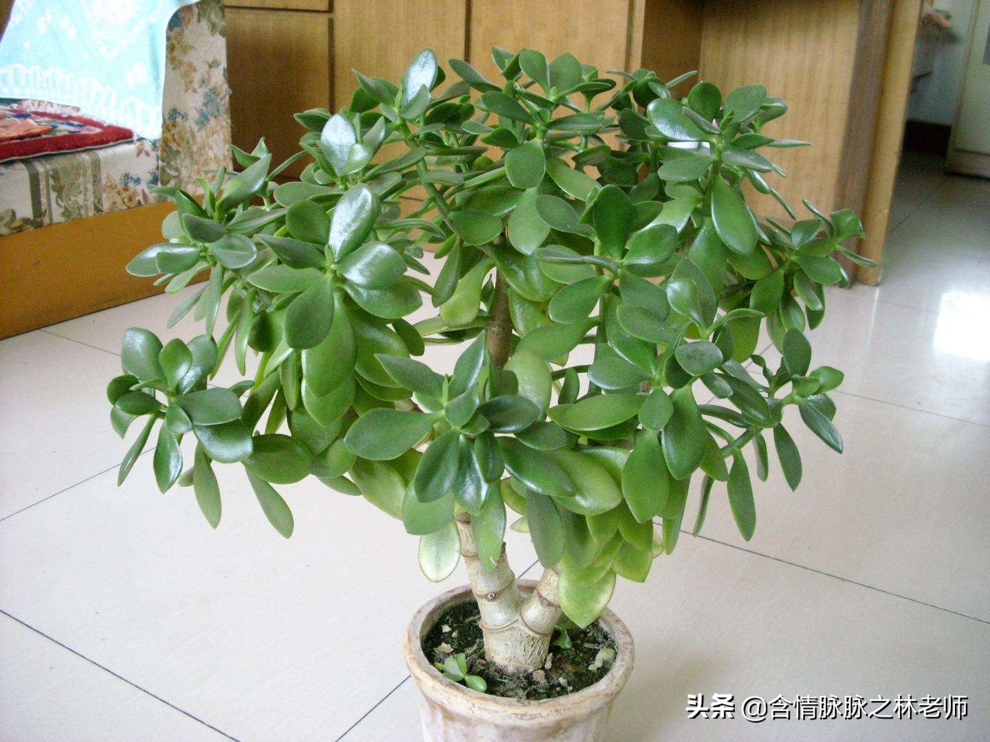 室内三种最旺家庭养植物,家居绿植哪些不适宜养