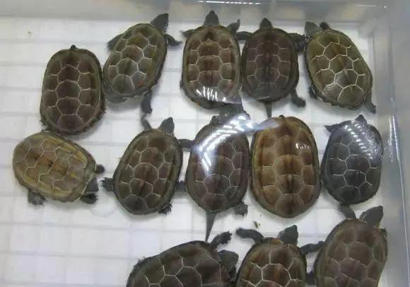 乌龟冬眠醒来后不吃东西怎么办,深圳乌龟冬眠注意事项