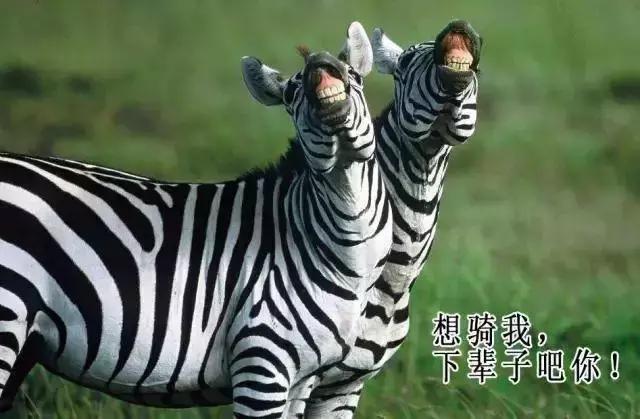 非洲斑马，食草动物界扛把子