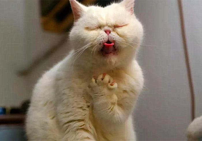 猫咪为什么变得异常警惕,猫哮喘和猫咳嗽怎么区分