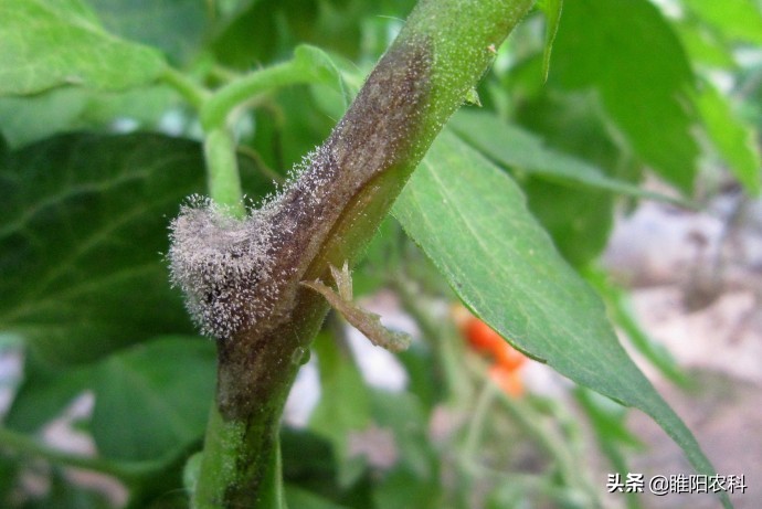 灰霉病怎么治疗彻底根除,灰霉病怎么补救