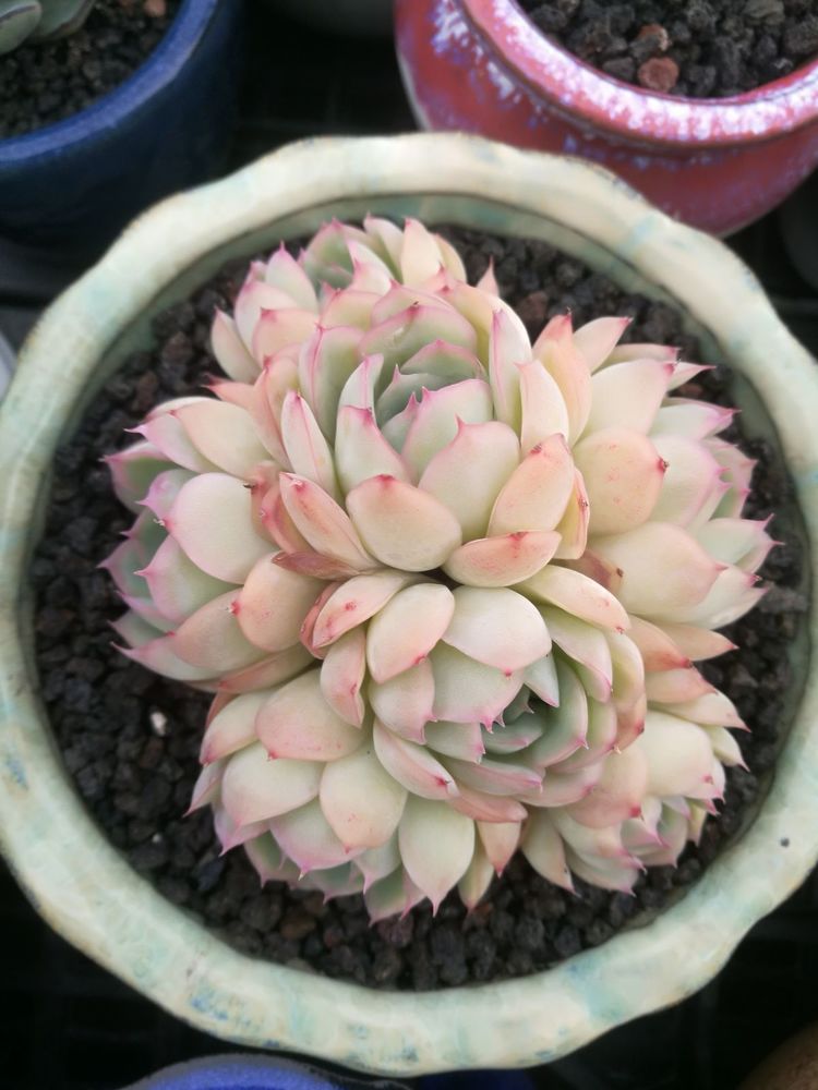 误打误撞的多肉情缘,带我走进多肉小世界!