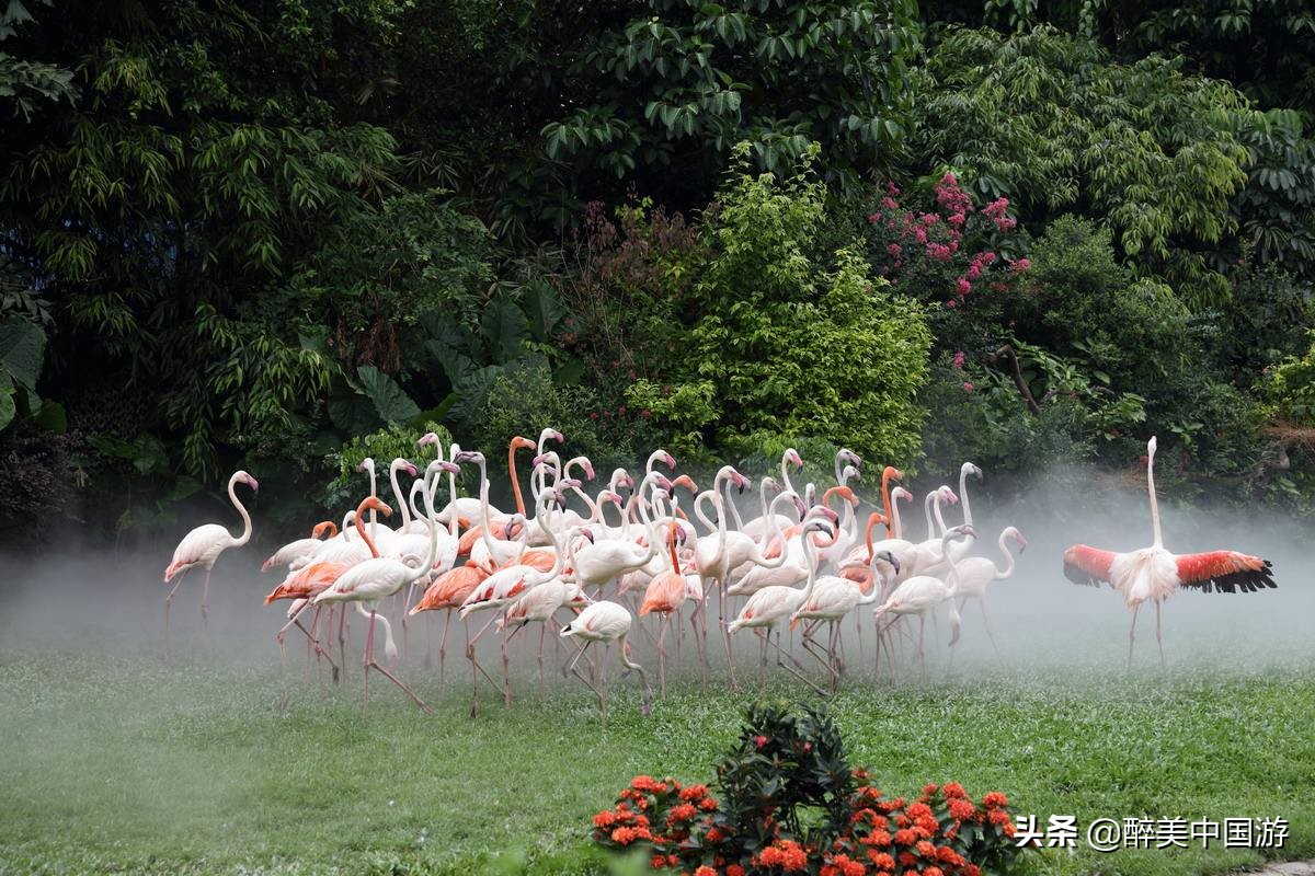 广州长隆野生动物世界参观指南,带你去看广州长隆野生动物世界