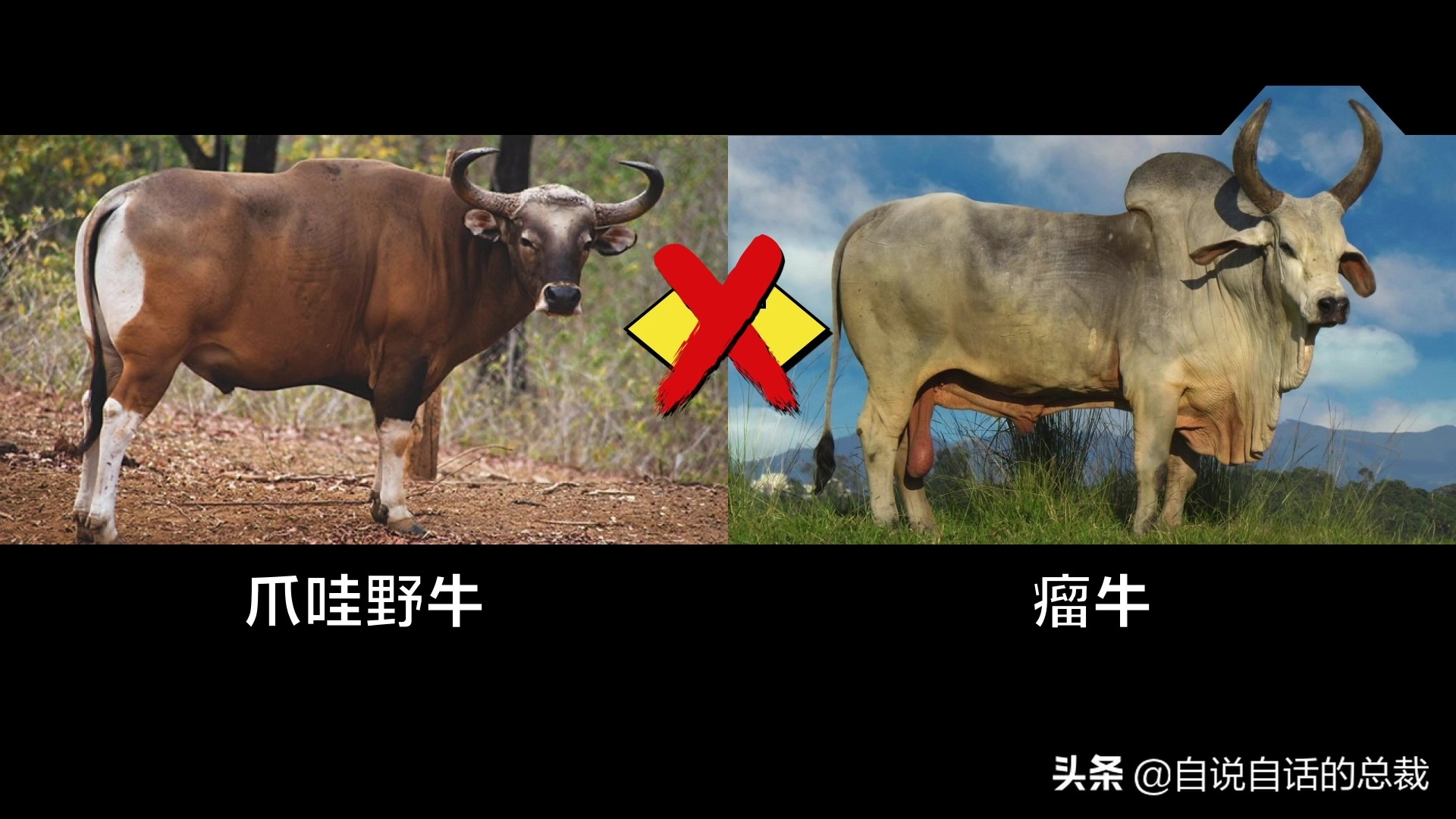 阿努纳奇创造人类7次文明,阿努纳奇人类起源