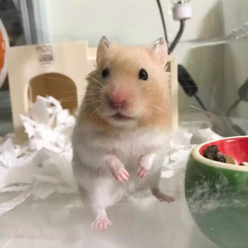 做个优秀铲屎官,做个合格的铲屎官