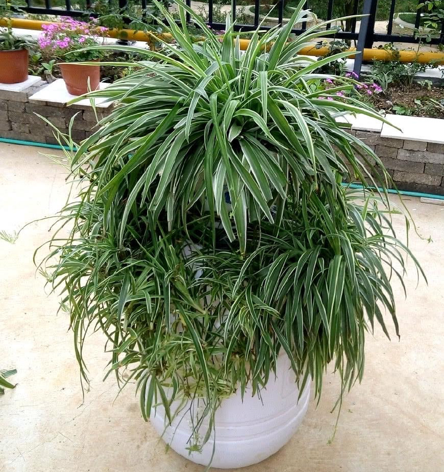 吊兰不徒长的秘诀,吊兰不修根可直接换盆吗