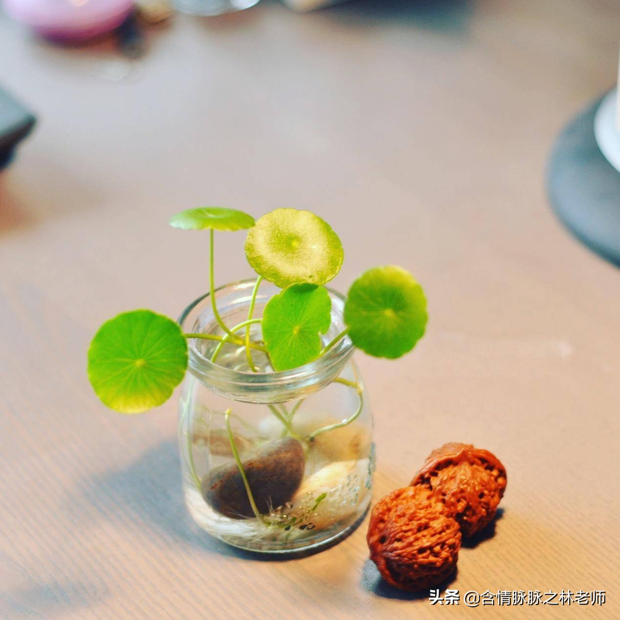 家里植物长得不好有什么说法,家里什么植物都养不好是什么原因