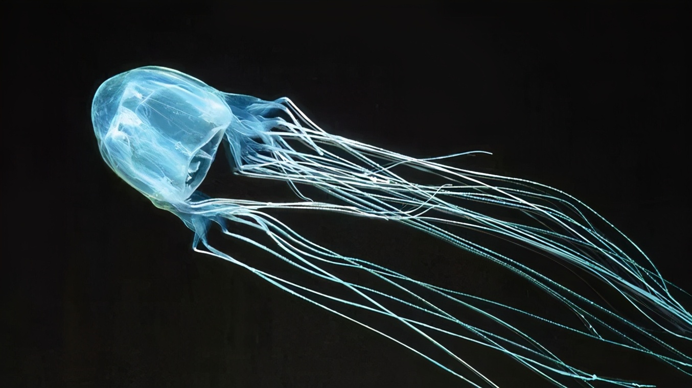 被棕色小点的水母蛰了该怎么办,被北海的小水母蛰了怎么办